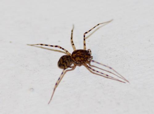 Réf. 229 061 : Scytodes thoracica